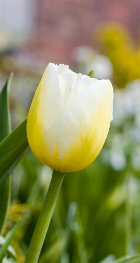 Yellow Tulip Flower Free Stock Photo - Public Domain Pictures