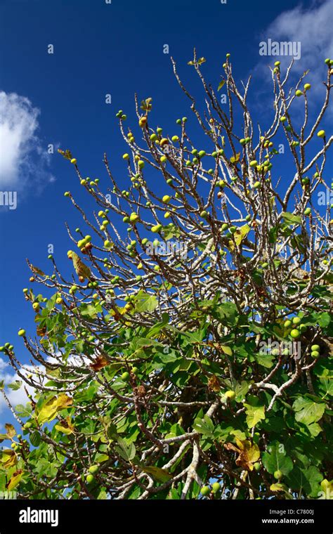 Fig tree, detail view Stock Photo - Alamy