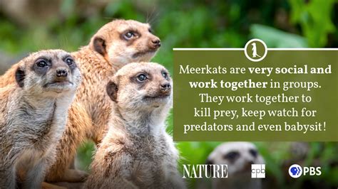 Meerkat Fact Sheet | Blog | Nature | PBS