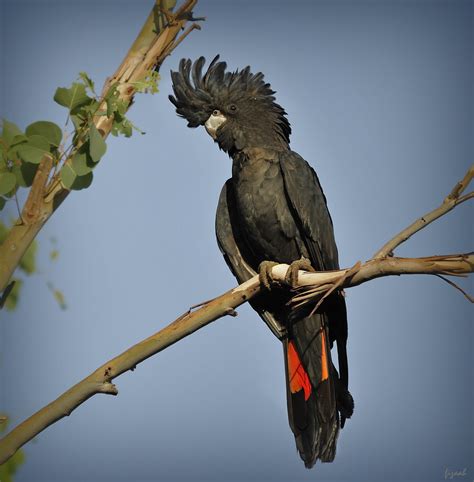 A HUGE parrot! (Red-tailed Black-Cockatoo/ Calyptorhynchus… | Flickr