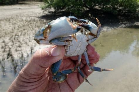 Mud Crab Fattening Profits and Cost | Agri Farming