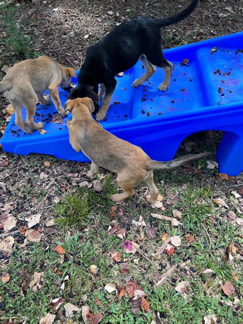 Our puppy playground equipment... - Jenni's Rescue Ranch