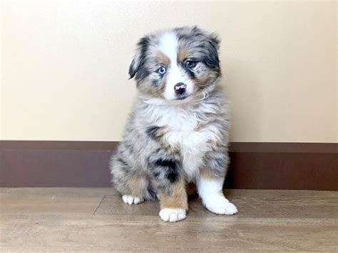 Miniature Australian Shepherd-DOG-Male-Blue Merle-2612500-Petland Fairfield | Miniature ...