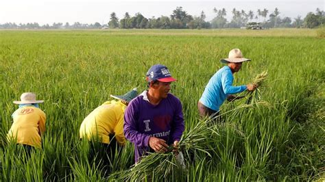 Mga programa para sa sektor ng agrikultura, inilatag ni PBBM - RMN Networks