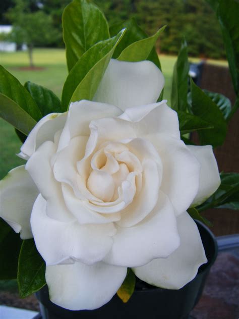 Elegant Gardenia Flower – Beautiful Flower Arrangements and Flower Gardens