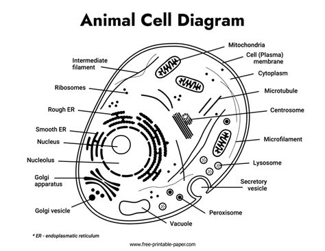 Animal Cell Diagram – Free-printable-paper.com