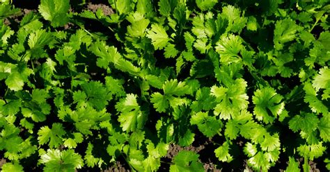 20 Carrot Companion Plants – Self Gardener