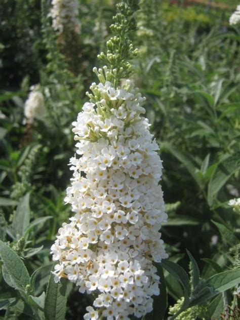 Butterfly Bush, Dwarf Butterfly Bush - Our Plants - Kaw Valley Greenhouses