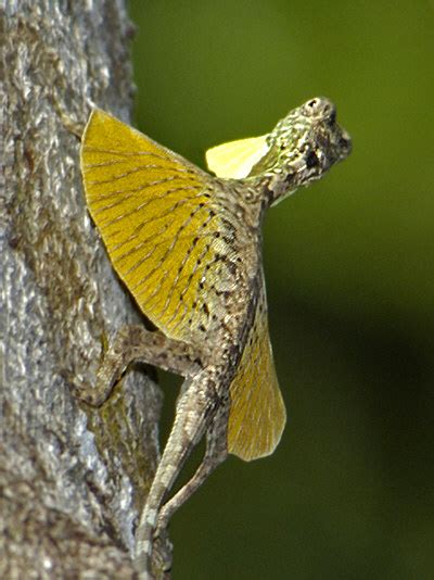 Sulawesi Lined Gliding Lizard - Draco spilonotus