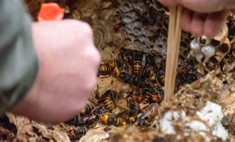 Destroyed 'murder hornet' nest near U.S.-B.C. border contained nearly 200 queens, scientists say ...