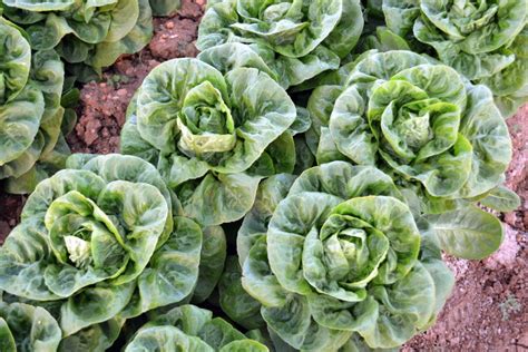 Little Gem Lettuce Seeds - Meridiem Seeds