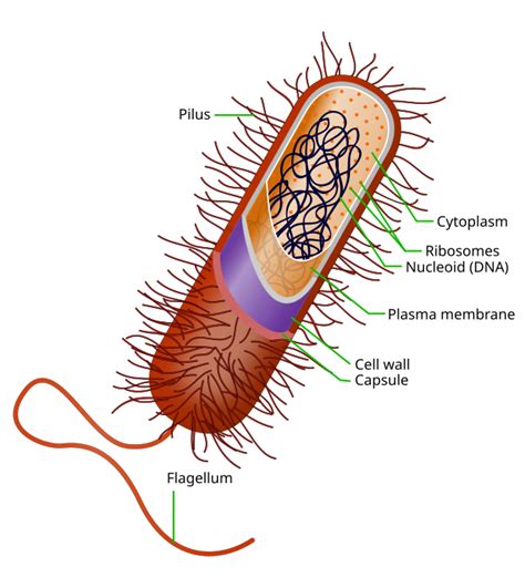 Prokaryote - Wikipedia