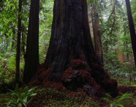 Tales From the Trails: Humboldt Redwoods State Park