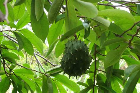 11 benefits of Soursop leaves As traditional medicine ~ joylousdeb