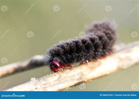 Black and red caterpillar stock image. Image of closeup - 28467035