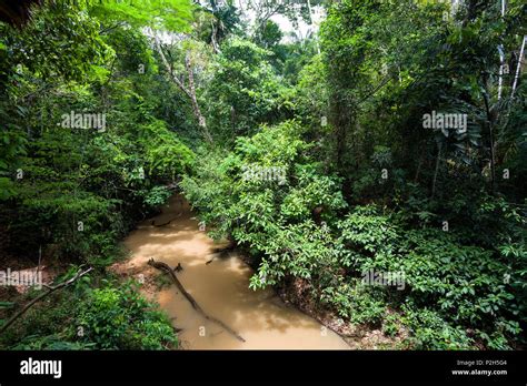 Rainforest at Tambopata river, Tambopata National Reserve, Peru, South America Stock Photo - Alamy