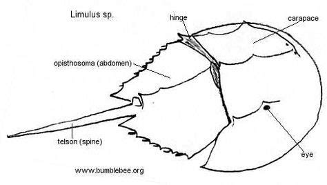 CHELICERATA | Abdomen, Taxonomy, Anatomy