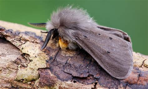 Muslin Moth | Butterfly Conservation