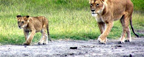 Ngorongoro Crater Wildlife Safari