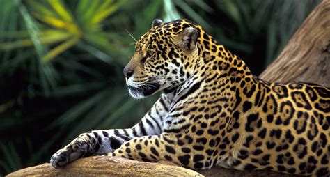 The Exotic And Endangered Species Of The Rainforest – Unique Nature Habitats