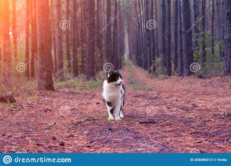 Black and White Cat Walk in the Pine Forest Stock Image - Image of ...