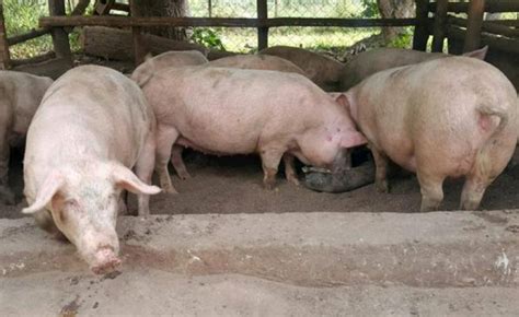 Uganda: Why Pig Breeds Matter in the Market - allAfrica.com