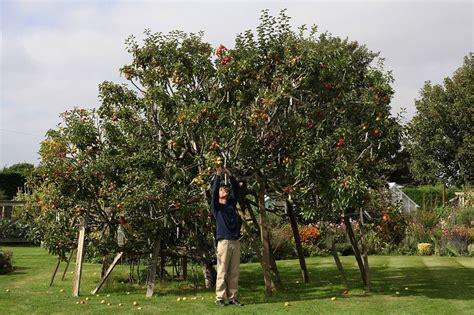 Managing your multigraft fruit tree – Grow Great Fruit