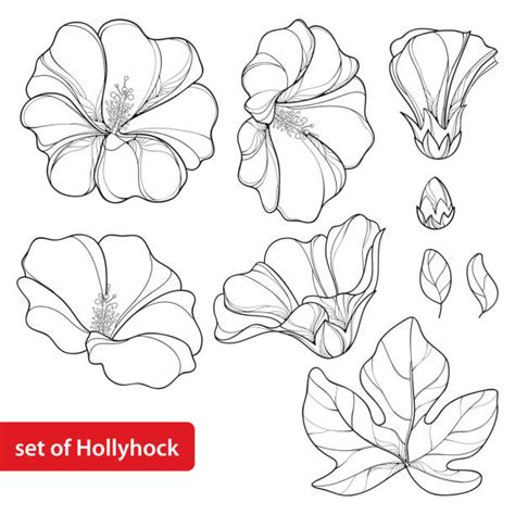 Best Hollyhock Illustrations, Royalty-Free Vector Graphics & Clip Art ...