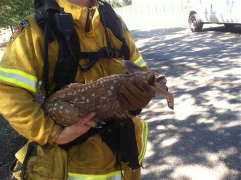 Rescuers helping baby deer recover from fire injuries | abc10.com