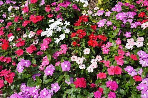 SunPatiens Care: How To Plant And Care For SunPatiens