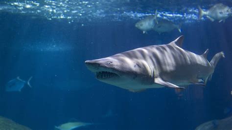 Sand Tiger Shark · Tennessee Aquarium