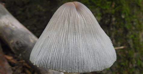 Coprinopsis atramentaria at Indiana Mushrooms