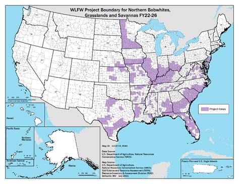 How Working Lands Are Bringing Back Bobwhite Quail | LaptrinhX / News