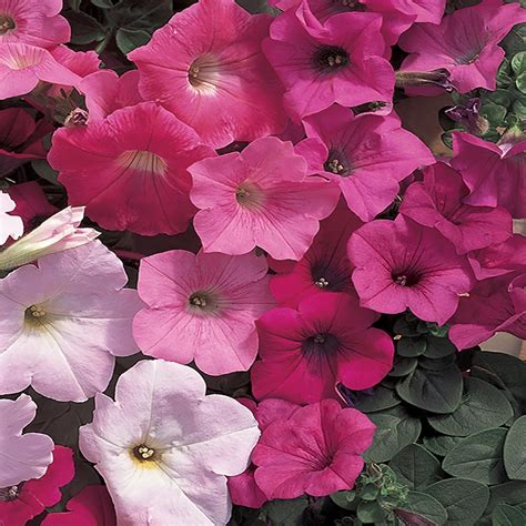 1.25 Gal. Wave Mixed Petunia Hanging Basket-14690 - The Home Depot