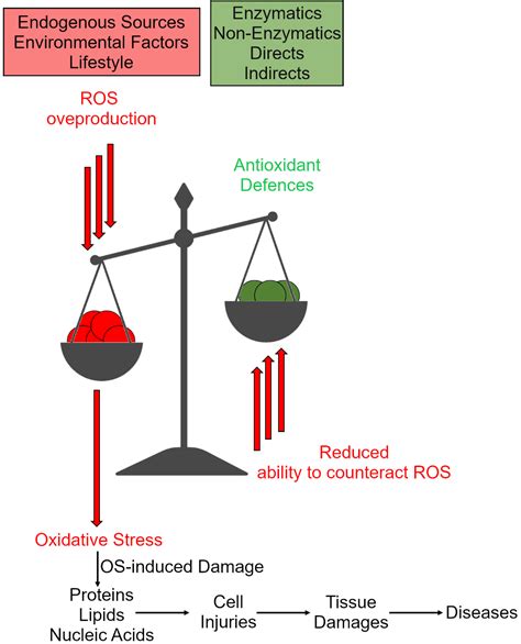 Oxidativer Stress Augen