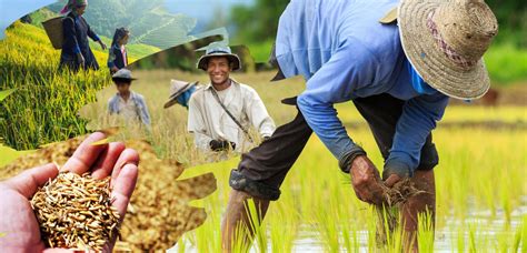 Agriculture is a neglected regulated profession in the Philippines