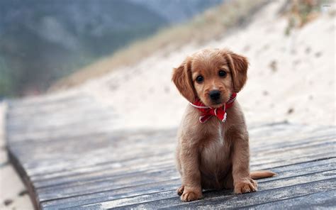 Brown puppy wallpaper - Animal wallpapers - #32833