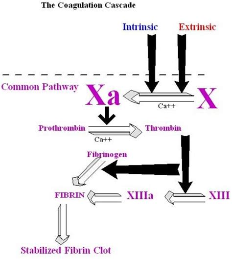 Secondary Hemostasis- Common Pathway Diagram | Quizlet