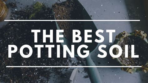 Best Potting Soil: Our Top 10 Picks and Overall Favorite