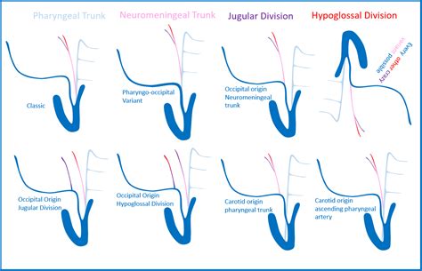 Occipital Artery Branches