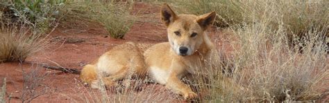 What unique wildlife can you see in Kakadu National Park?