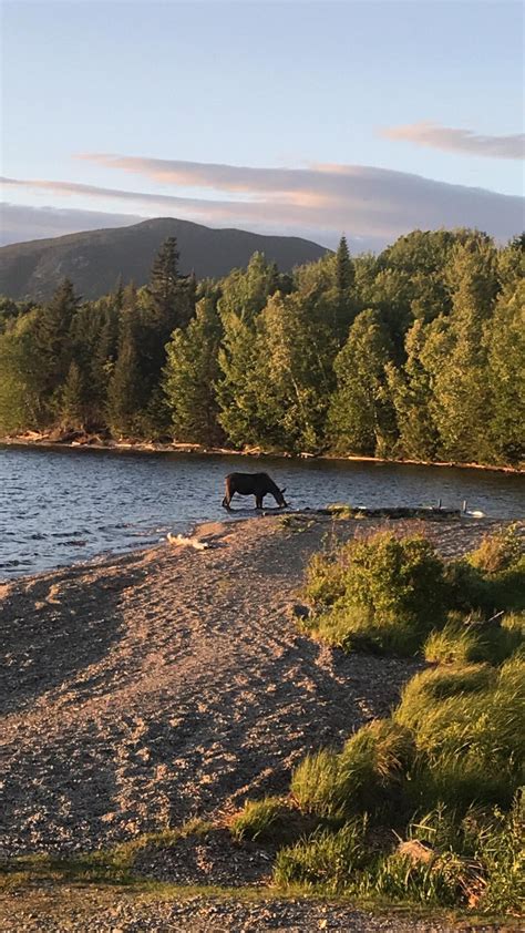 Moose..at Moosehead Lake, Greenville Maine 2018.. Greenville Maine ...