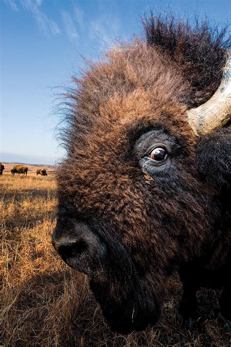 The Bison Return to the Great American Plains | Timeshare Users Group ...