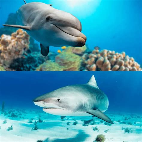 Who Is Faster, A Dolphin Or Shark? Physical Features Do Affect The Speed! - Animal Ways