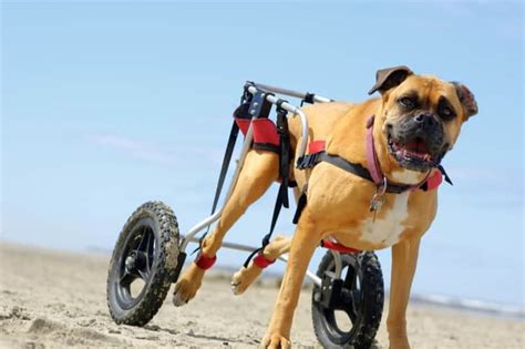 The 25 Best Dog Wheelchairs of 2020 - Pet Life Today