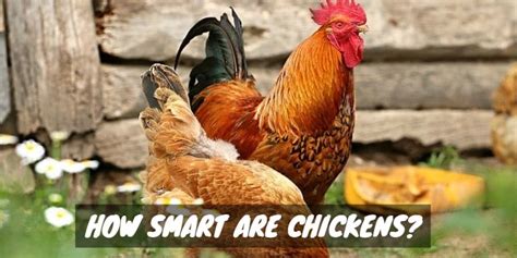 How Smart Are Chickens? - Sorry Chicken