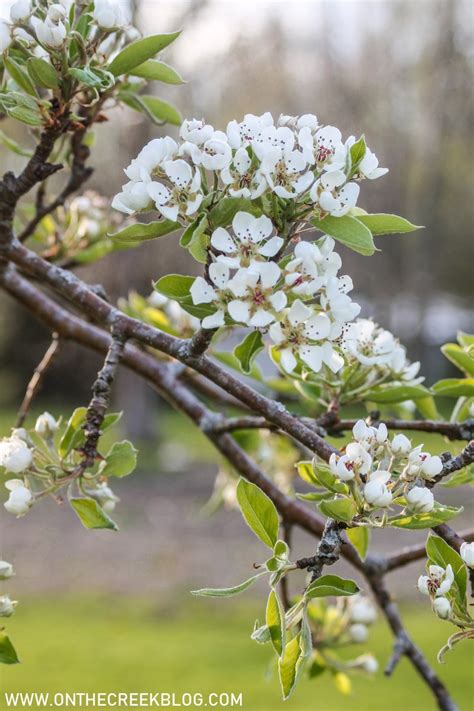 Pear Blossoms + Bartlett Pear Recipes