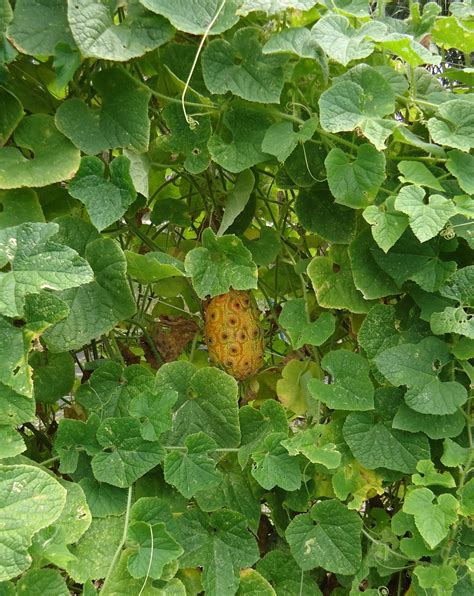 Little St. Simons Island's Organic Garden: Horned Melon!?!?