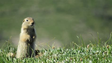 Wildlife of Denali National Park, Part 2 – Wildlife Leadership Academy