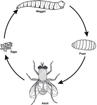 Holometabolous development in housefly. | Download Scientific Diagram